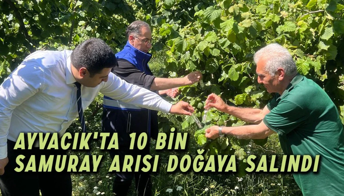 Ayvacık'ta 10 bin Samuray Arısı Doğaya Salındı