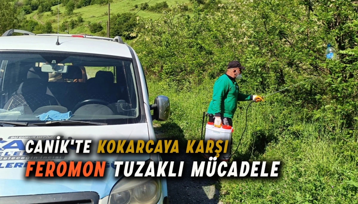 Canik'te Kokarca Böceğine Karşı Feromon Tuzaklı Mücadele 