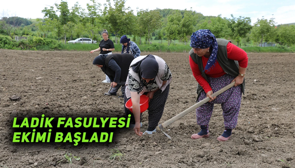 Ladik Fasulyesi Ekimi Başladı