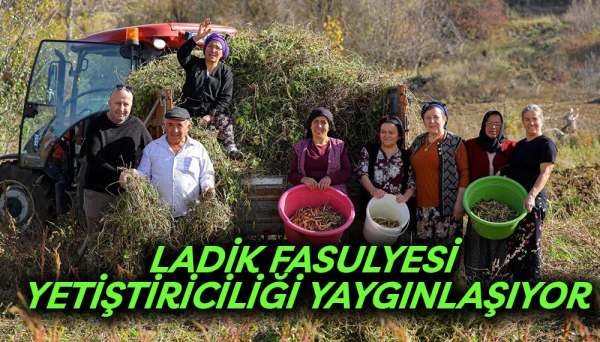 Ladik Fasulyesi Yetiştiriciliği Yaygınlaşıyor