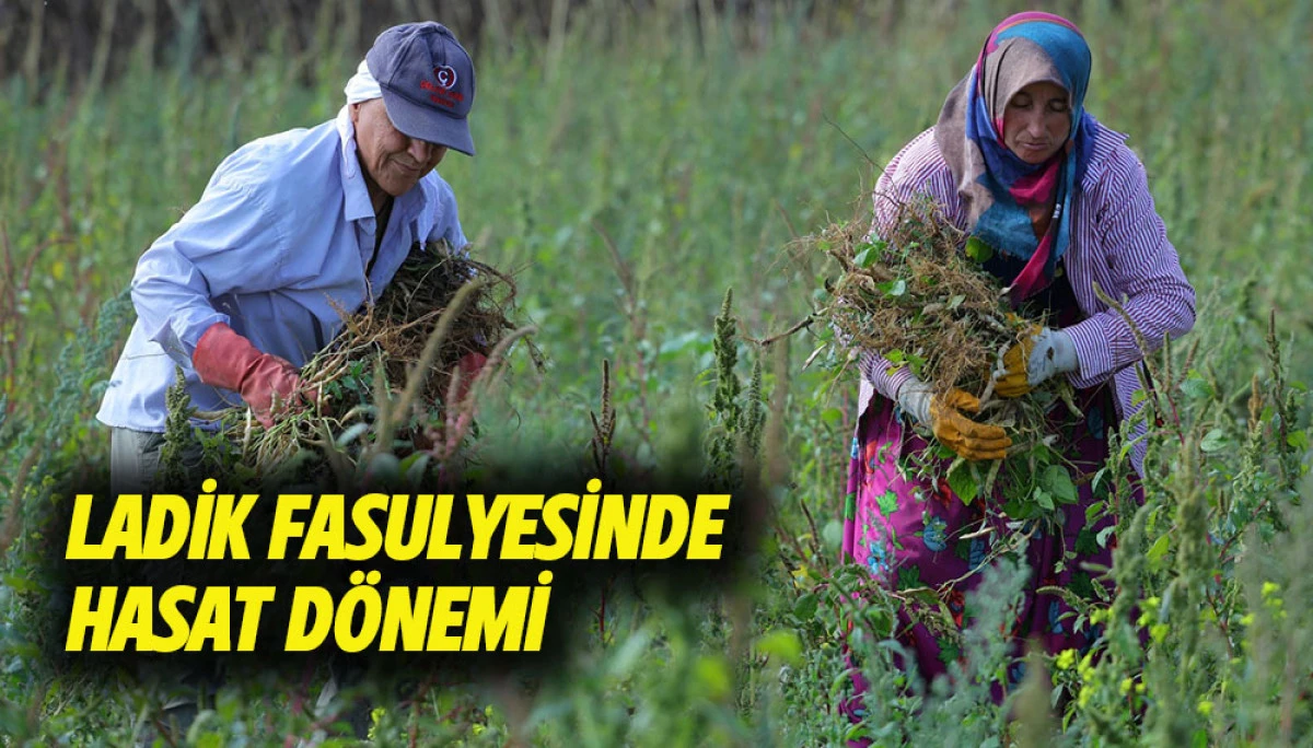 LADİK FASULYESİNDE HASAT D&Ouml;NEMİ