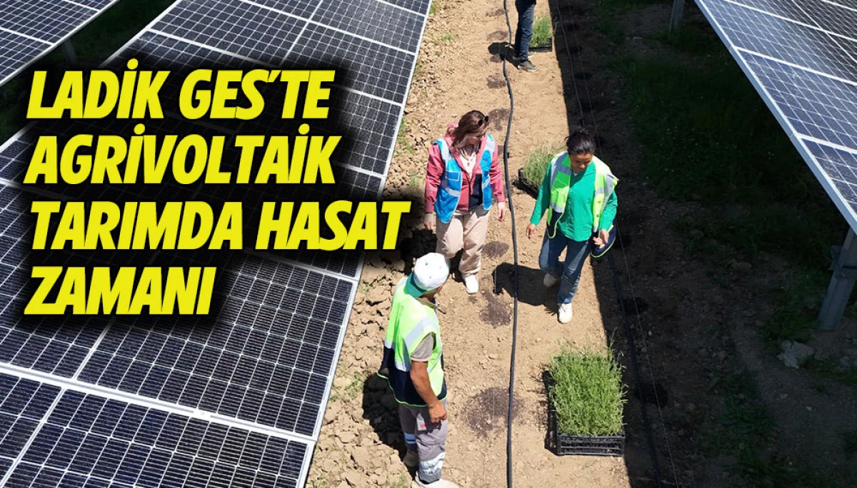 LADİK GES'TE AGRİVOLTAİK TARIMDA HASAT ZAMANI