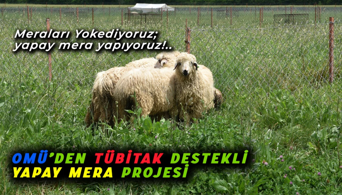 OMÜ’den TÜBİTAK Destekli Yapay Mera Projesi
