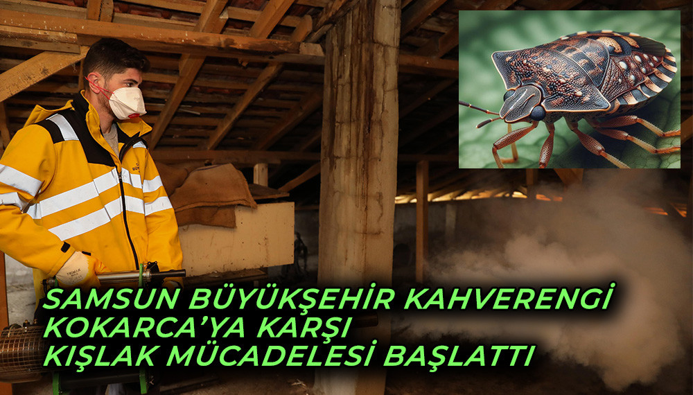 Samsun Büyükşehir’den Kahverengi Kokarca’ya Karşı Kışlak Mücadelesi