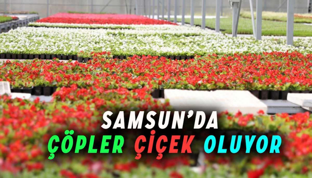Samsun’da katı atık ısısı ile çiçek üretimi 