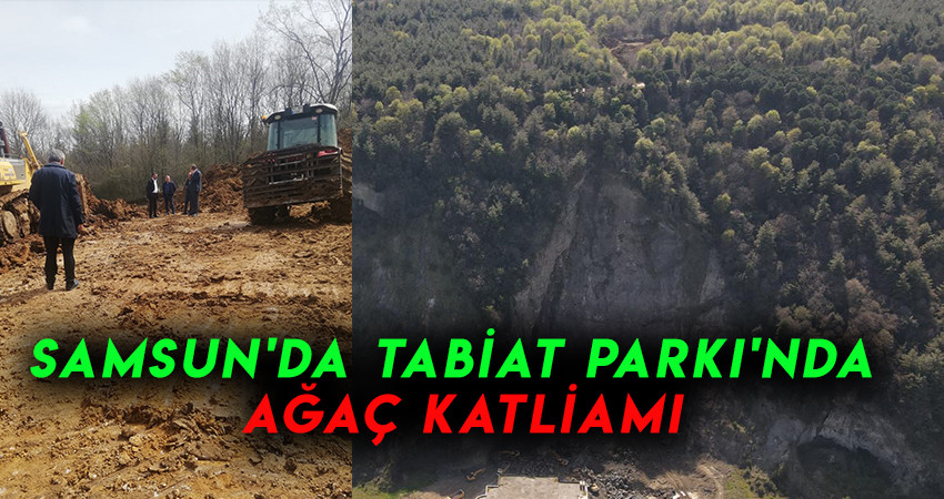  Samsun'da Tabiat Parkı'nda Ağaç katliamı