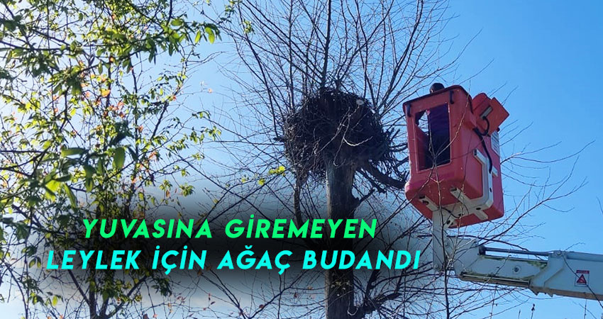 Terme'de yuvasına giremeyen Leylek için ağaç budandı