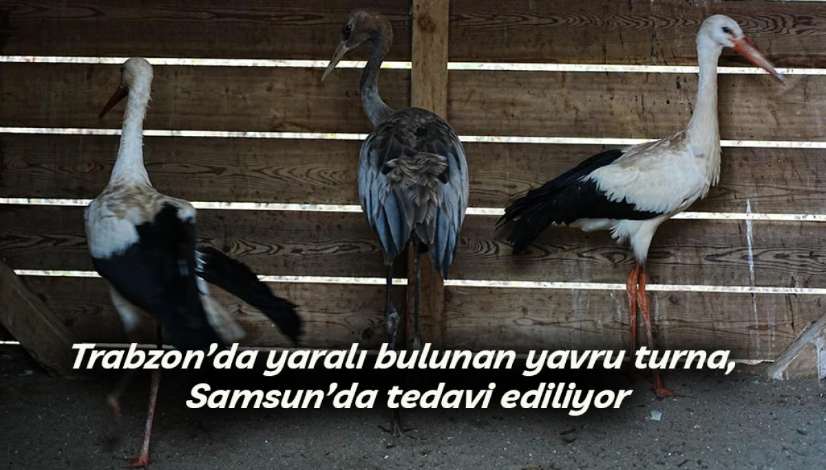 Trabzon&rsquo;da yaralı halde bulunan yavru turna, Samsun&rsquo;da tedavi ediliyor