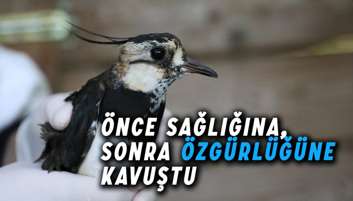 Yaralı Kız Kuşu Önce Sağlığına Sonra Özgürlüğüne Kavuştu