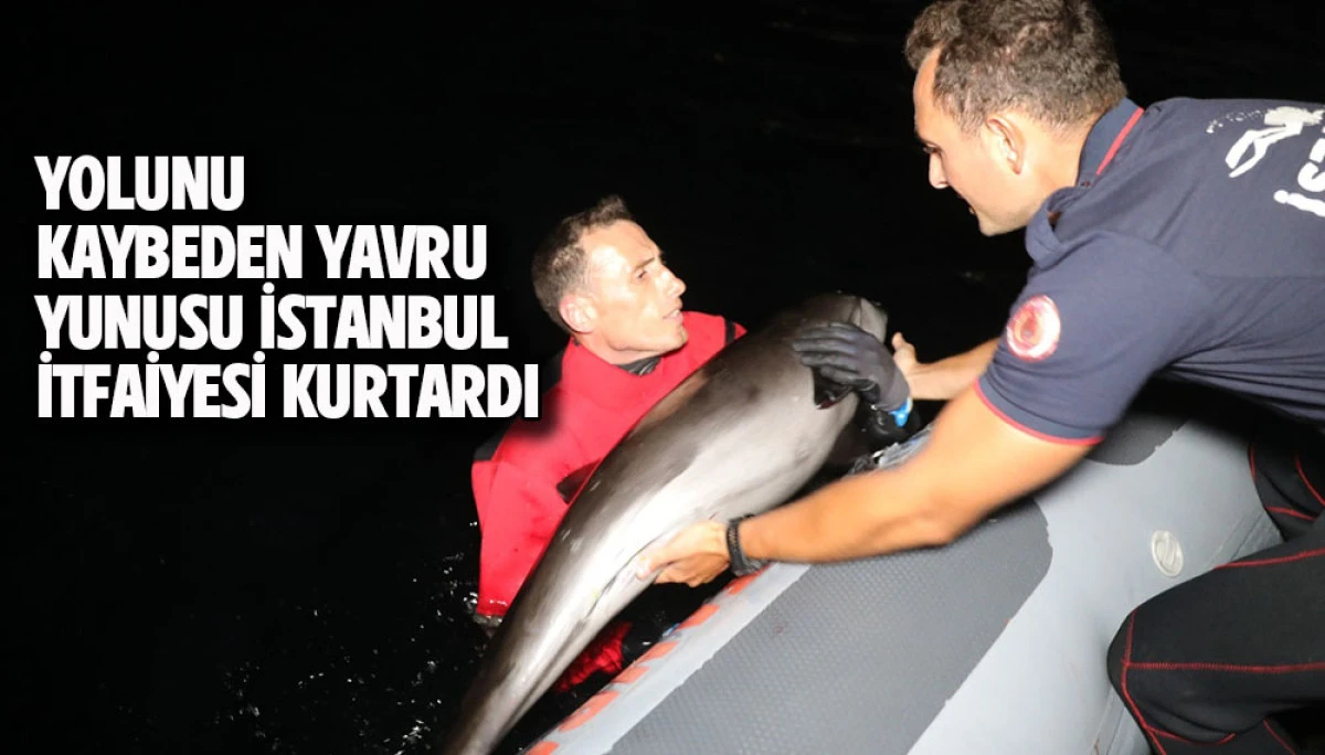YOLUNU KAYBEDEN YAVRU YUNUSU İSTANBUL İTFAİYESİ KURTARDI  